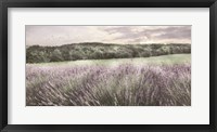 Framed Ridge Farm Lavender