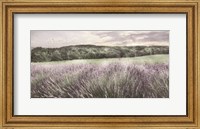 Framed Ridge Farm Lavender