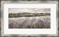 Framed Ridge Farm Lavender
