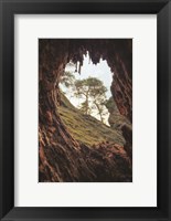Framed View Through a Tree