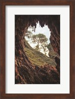 Framed View Through a Tree