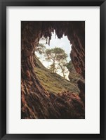 Framed View Through a Tree