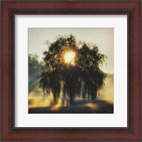 Framed Morning Magnificence