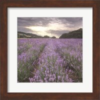 Framed Field of Lavender