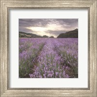 Framed Field of Lavender
