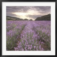 Framed Field of Lavender