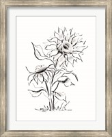 Framed Sunflower Charcoal Sketch