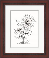 Framed Sunflower Charcoal Sketch