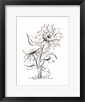 Framed Sunflower Charcoal Sketch