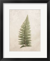 Vintage Fern I Framed Print