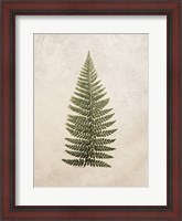 Framed Vintage Fern II