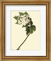 Framed Vintage Flower Bloom