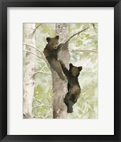 Framed Bear Cub in Tree 1