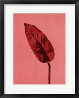 Framed Calathea Red