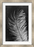 Framed Feather 3 Dark