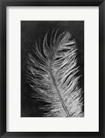 Framed Feather 3 Dark
