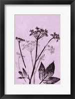 Framed Ground Elder Violet