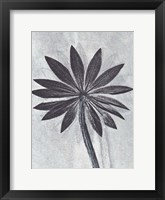 Framed Lupine Smoke