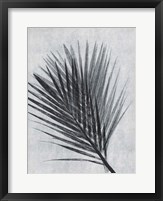 Framed Palm 1 Grey
