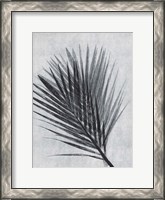 Framed Palm 1 Grey