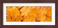 Framed Close-up of Maple Leaves on a tree