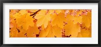 Framed Close-up of Maple Leaves on a tree