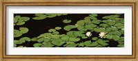 Framed High angle view of Water Lilies