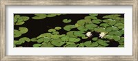 Framed High angle view of Water Lilies