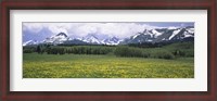 Framed Wildflowers in a field with mountains, Montana