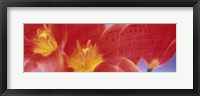 Framed Tulips, Flowers