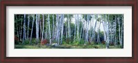 Framed Downy birch trees in a forest, New Hampshire