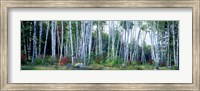 Framed Downy birch trees in a forest, New Hampshire