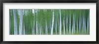 Framed Forest