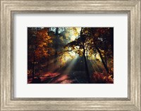 Framed Magic Forest Light