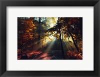 Framed Magic Forest Light