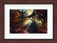 Framed Magic Forest Light