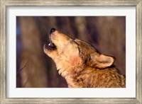 Framed Lonesome Howl