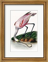 Framed Spoonbill