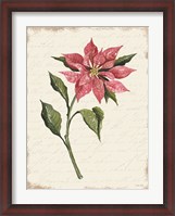 Framed Poinsettia Botanical I