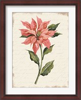 Framed Poinsettia Botanical II