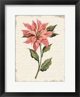 Poinsettia Botanical II Framed Print