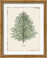 Framed Cedar Botanical