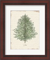 Framed Cedar Botanical