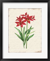 Framed Red Amaryllis Botanical I