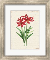 Framed Red Amaryllis Botanical I