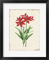 Red Amaryllis Botanical I Framed Print
