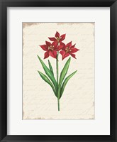 Framed Red Amaryllis Botanical II