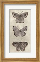 Framed Antique Butterflies I