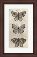 Framed Antique Butterflies I