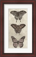 Framed Antique Butterflies II